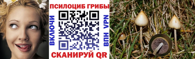 цена   Отрадный  ОМГ ОМГ tor  Псилоцибиновые грибы прущие грибы 